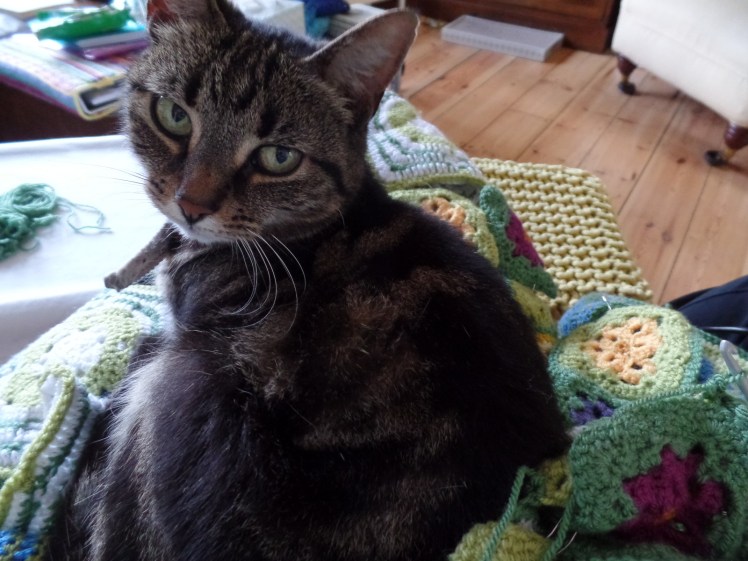 SAMSUNG CAMERA PICTURES